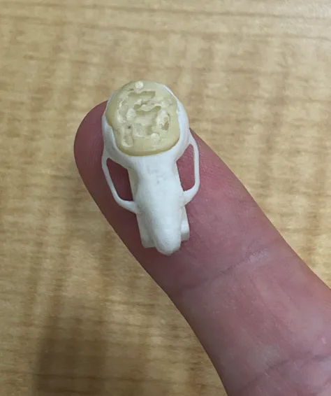 小尺度骨窗模型的尺寸对照